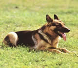 Adestramento de cães em Uberaba